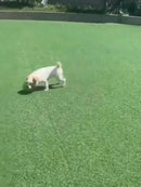 Brinquedo Interativo para Cães Durável e sem Pilhas com Ruídos de Riso